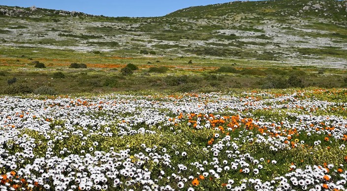 To Let 3 Bedroom Property for Rent in Trekoskraal Western Cape